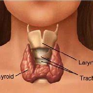 Anatomy of the thyroid gland. | Download Scientific Diagram