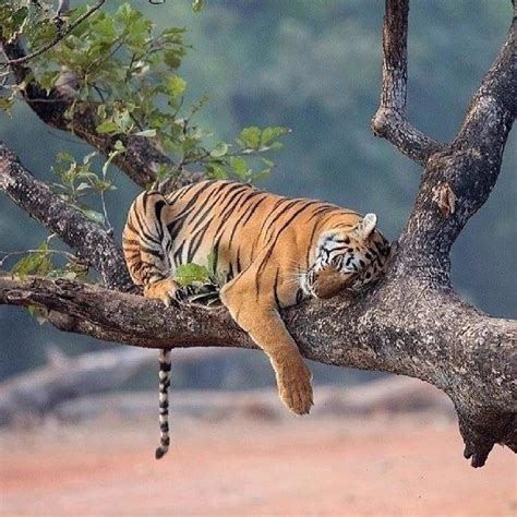 Nature ღ (@ 50Nature) | Twitter #50nature #nature #twitter | Animals wild, Sleeping animals, Animals