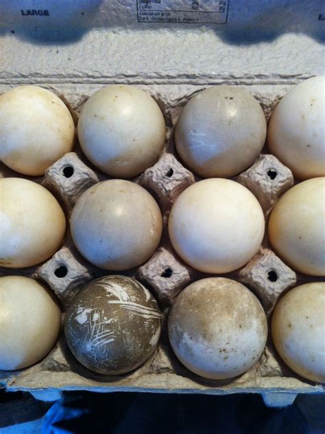 Cayuga Duck Eggs | Page 2 | BackYard Chickens - Learn How to Raise Chickens