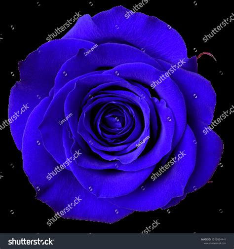 Blue And Black Rose Wallpaper