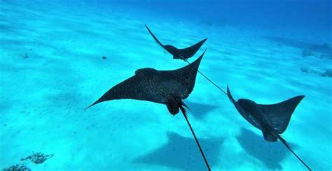 5 of the Best Bora Bora Snorkeling Tours