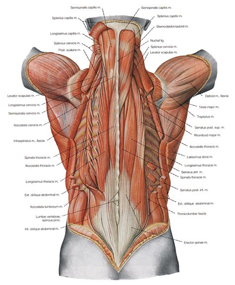 The Deeper Muscles Of The Back : 7 Deep Muscles Of Back Anatomy | Biological Science Picture ...