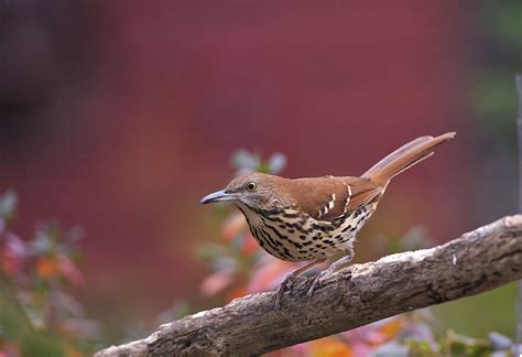 brown thrasher, state bird, georgia, governor eugene talmadge ...