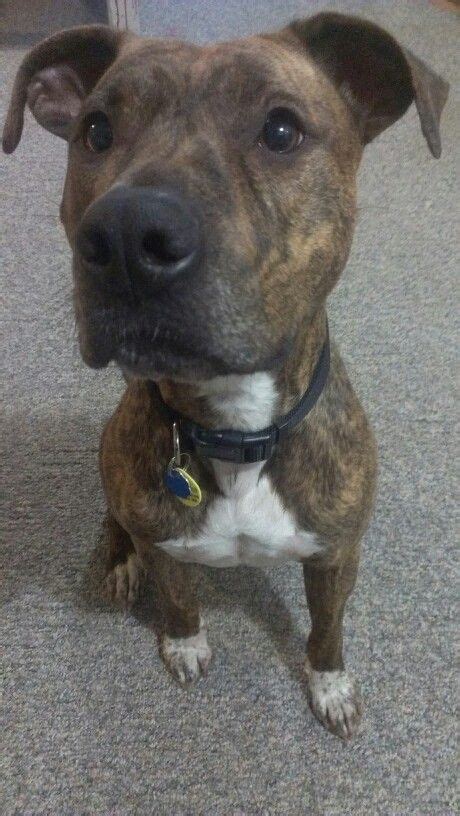 Brindle Pit Bull | Boxer Pit Bull Terrier Mix | Furry Babies | Pinterest | Fun dog, Toys and Pit ...