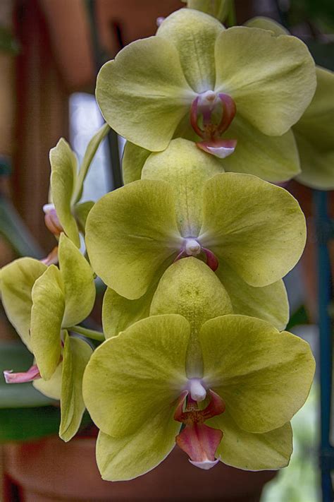 Atlanta Botanical Garden Orchids V3 Photograph by Douglas Barnard - Fine Art America