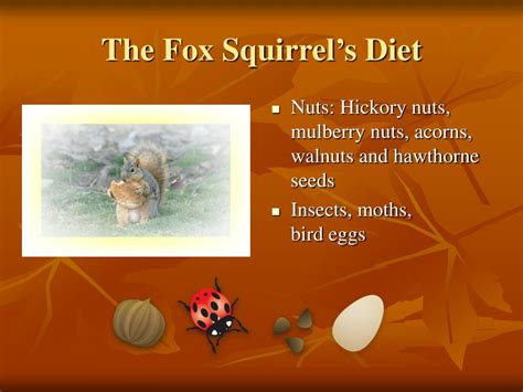 PPT - The Fox Squirrel PowerPoint Presentation, free download - ID:829717