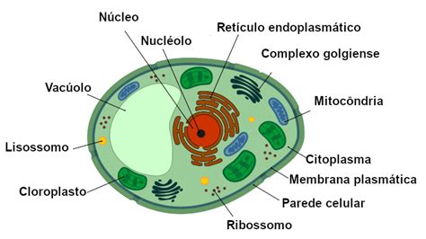 Citoplasma: o que é funções, organelas celulares - Mundo Educação