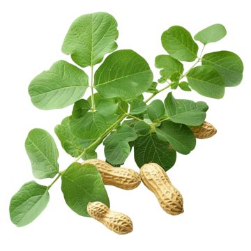 Peanut Branch Peanut Leaves, Pistachio, Peanut Butter, Cashews PNG Transparent Image and Clipart ...