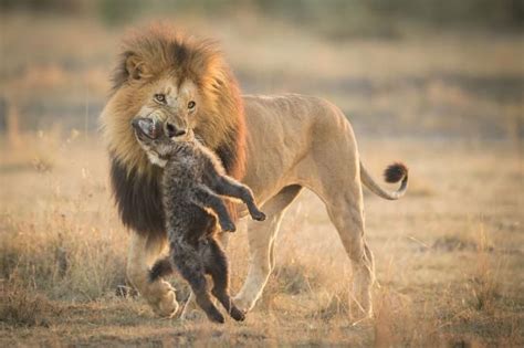 Hyena Vs Lion