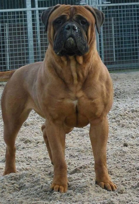 10+ Of The World's Largest Dog Breeds | Large dog breeds, Bull mastiff ...