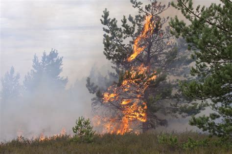 Fifteen new forest fires spotted in northeast fire region on Tuesday ...