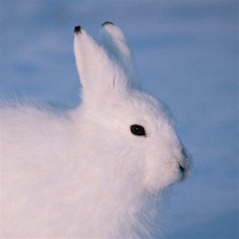 Arctic Hare | National Geographic