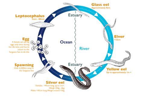 Complex Life Cycle of an Eel – Thames Rivers Trust