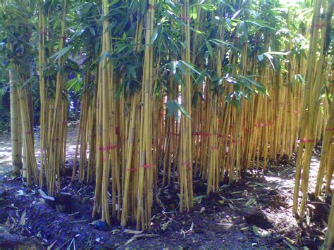 Jual Pohon Bambu Kuning Murah | Supplier Pohon Bambu Panda | Bambu Jepang | Bambu Cina - Pusat ...