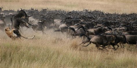 Great Wildebeest Migration Facts | Serengeti | Yellow Zebra Safaris