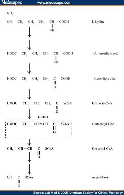 Glutaryl-Coa Dehydrogenase; Glutaryl-CoA déshydrogénase; Glutaryl ...