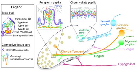 Anterior and posterior tongue papillae and nerves: Diagram of the... | Download Scientific Diagram