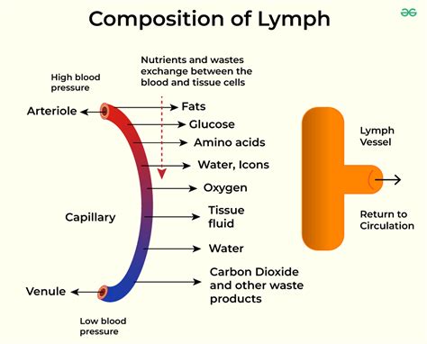 What Is Lymph? Function and Composition of Lymph in Human