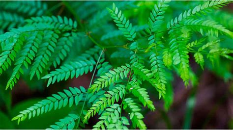 Honey Locust: Symbolism, Information and Planting Instructions