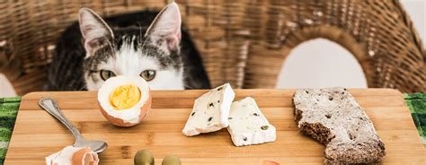 Can Cats Eat Leeks? A Complete Guide For Pet Owners - Vet Advises