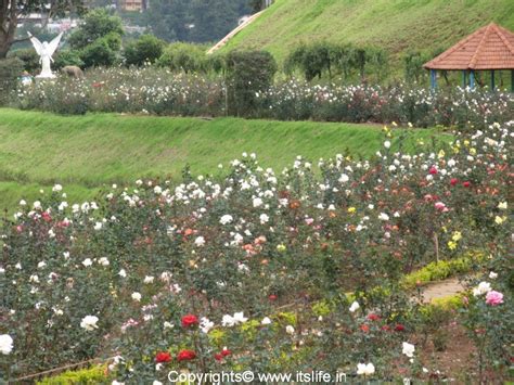 Rose Garden, Ooty