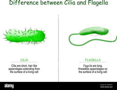 Flagellum microscope hi-res stock photography and images - Alamy