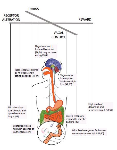 Gut Feelings: How Bacteria Can Affect Your Mood | Gut bacteria ...