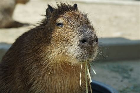 Do Crocodiles Eat Capybaras? Exploring the Predator-Prey Relationship