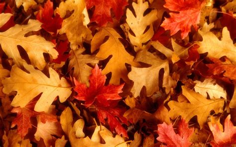 Beautiful Wallpapers for Desktop: Red Autumn Leaves Wallpapers hd