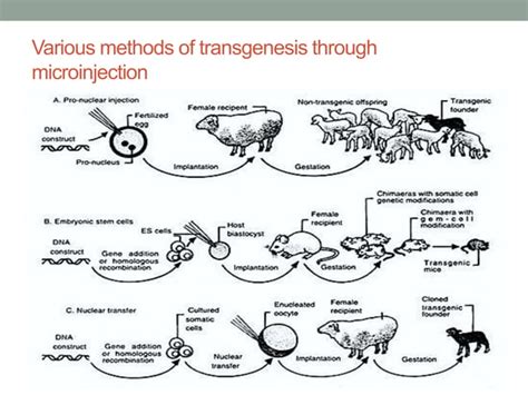 Transgenesis methods and applications | PPT