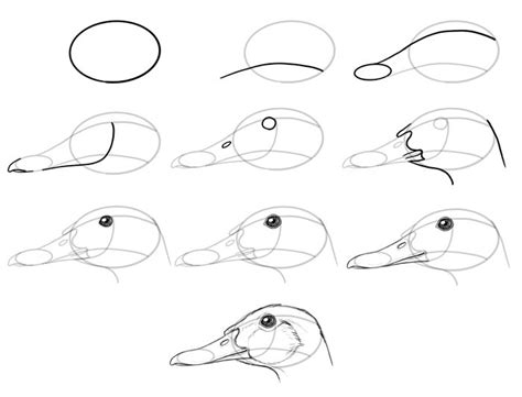 How to Draw a Bird Head Birds are extremely diverse, but their head has a structure universal to ...