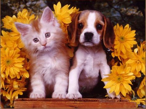 Puppies And Kittens Wallpapers - Wallpaper Cave