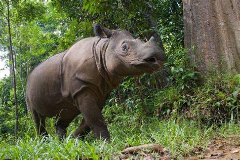 Sumatran Rhinos Face Increased Threats in a Shrinking Home - Rhino ...