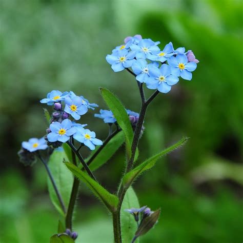 Myosotis Flowers Photos, Full Hd Myosotis Flowers Image, #16140