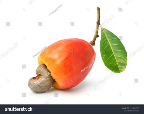 6,105 Cashew Fruit Tree Stock Photos, Images & Photography | Shutterstock