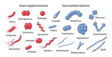 76 BEST Gram Negative Cocci IMAGES, STOCK PHOTOS & VECTORS | Adobe Stock