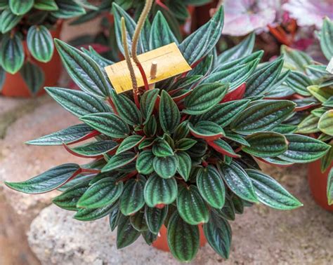 Peperomia (Radiator Plants): How to Grow and Care Guide