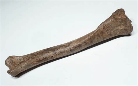 FOSSIL THREE TOED HORSE BONE PLIOCENE PRIMITIVE NANNIPPUS FOSSILS BONES