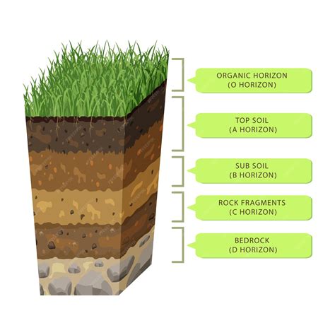 Humus Soil