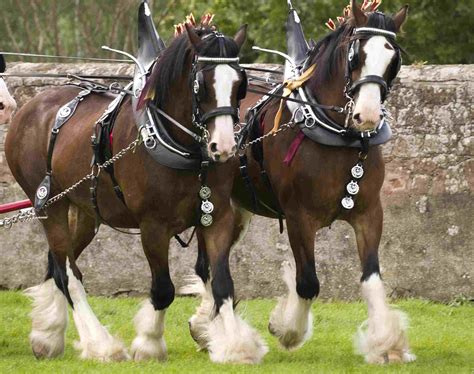 The Largest and Smallest Horse Breeds Around the World