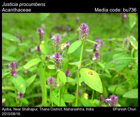 Justicia procumbens | Butterfly