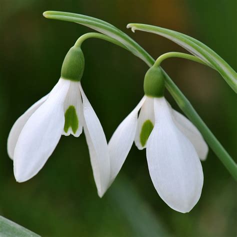 Plant Snowdrops for the First Flowers of Spring - Laidback Gardener