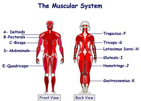 Muscular system | Muscular system, Muscular system labeled, Human muscular system