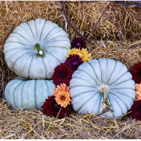 Blue Eyes F1 Pumpkin seeds | Blue Pumpkin Seed Co