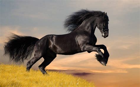 🔥 [160+] Beautiful Horse Wallpapers | WallpaperSafari