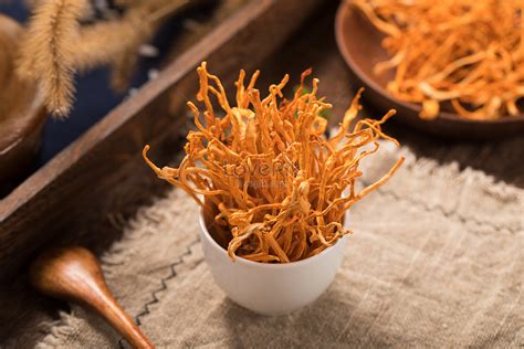 Cordyceps militaris photo image_picture free download 501138930_lovepik.com