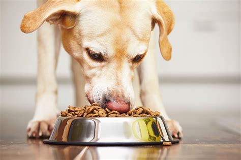 Best Dog Food Delivery Services for Every Budget