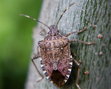 Brown Marmorated Stink Bug Facts & Information | Terro®