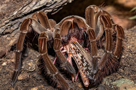 Tarântula Theraphosa Alimentando - Foto gratuita no Pixabay