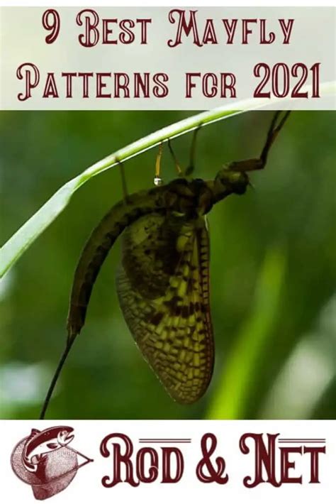 9 Best Mayfly Patterns for 2021 – Rod And Net